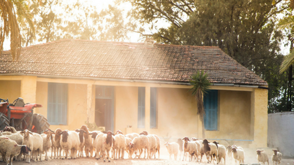 FERME ALI SFAR